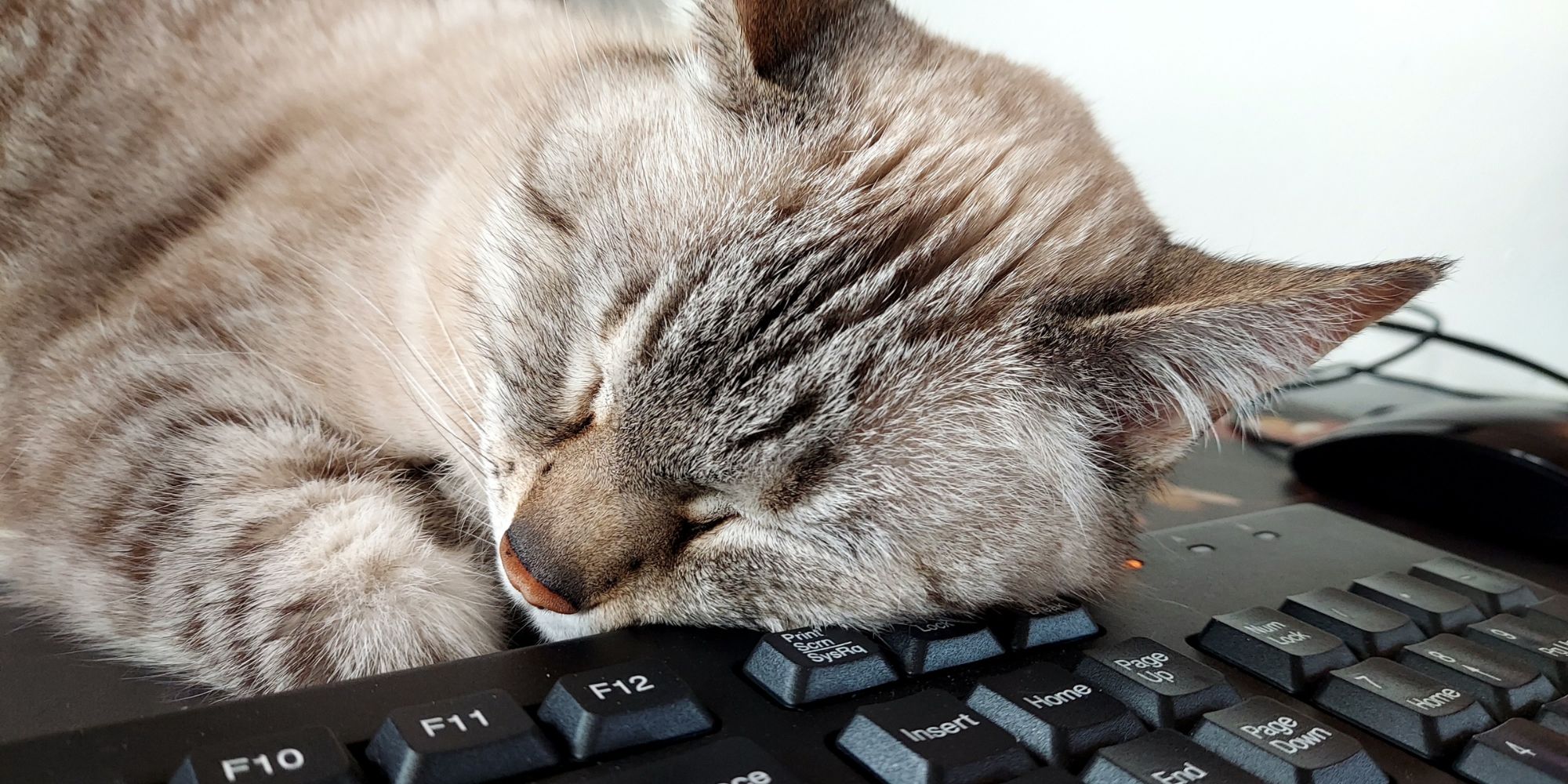 overtired cat on keyboard