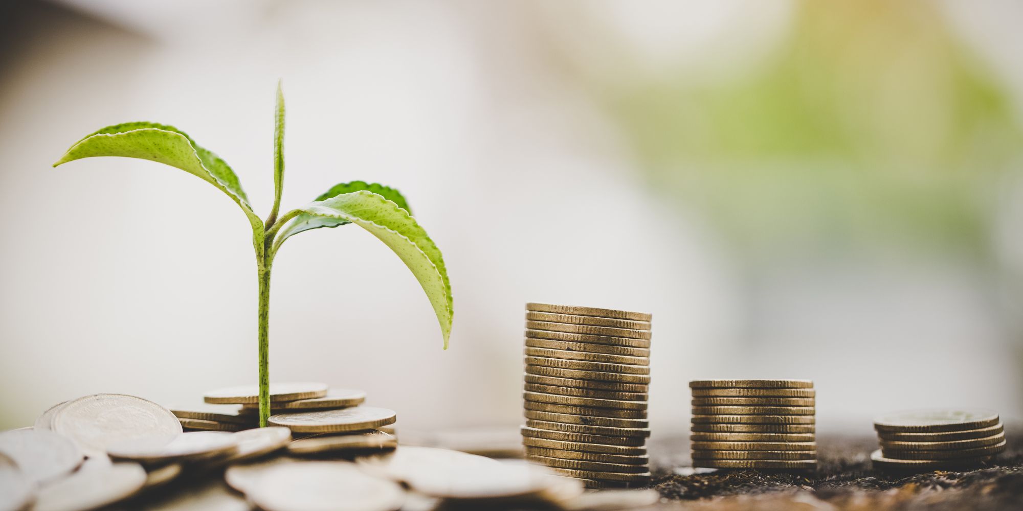 A seedling growing out of gold coins